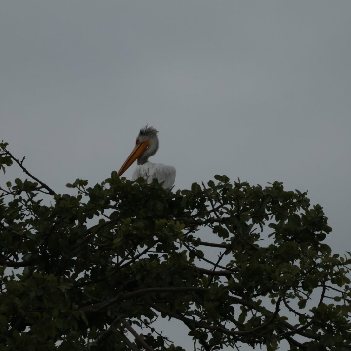 Spotting the majestic great perican by the shores.