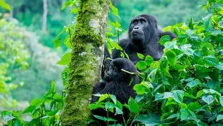4 Days Ultimate Gorilla & Wildlife Safari